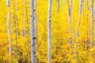 Aspen forest-1775 2 Aspen forest-1775 2